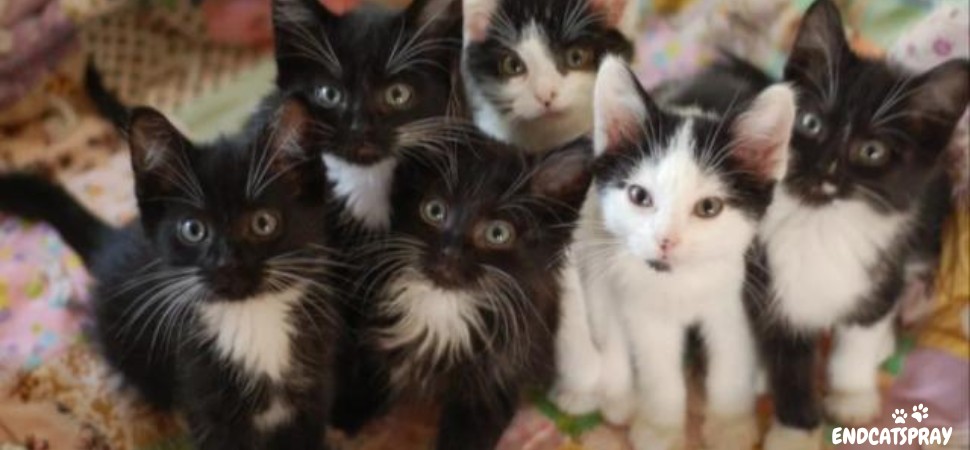 300 Cats are Rescued by Charity after a Call by an “Overwhelmed” Man