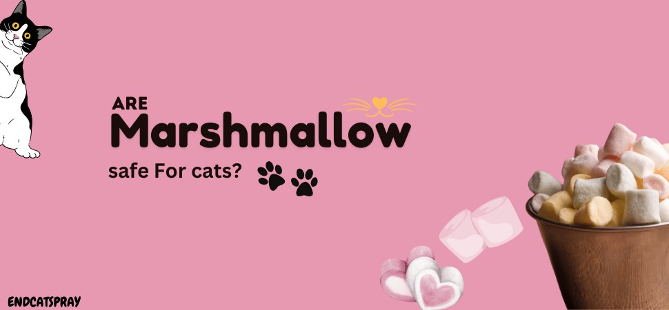 Are-marshmallows-safe-for-cats