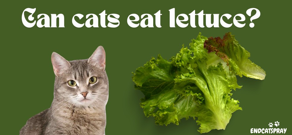 Can Cats Eat Lettuce