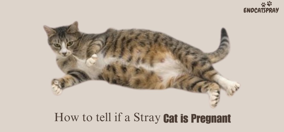 cat is pregnant