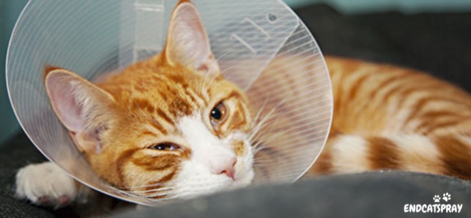 Cat recovery after spaying
