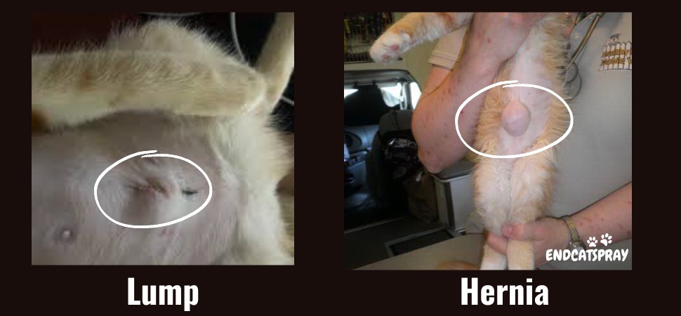 Cat spay incision lump and hernia
