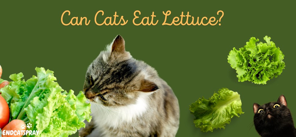 Can Cats Eat Lettuce