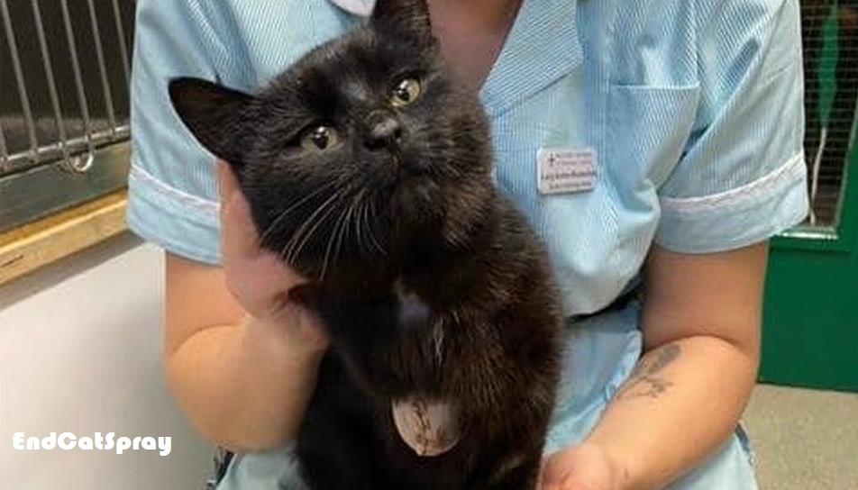 Cat's leg amputated after Milton Keynes bin lorry trip