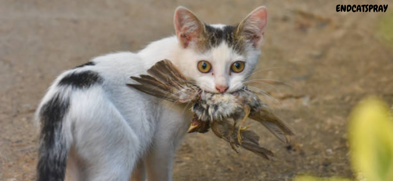 Do Cats Eat Birds