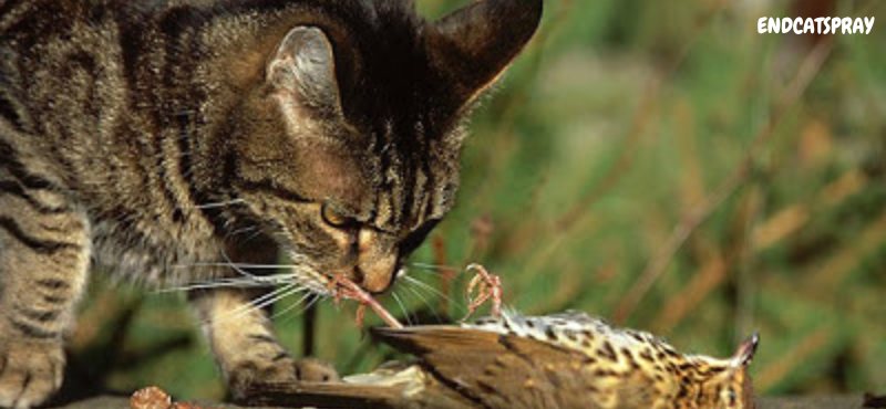 Do Cats Eat Birds or Just Kill Them