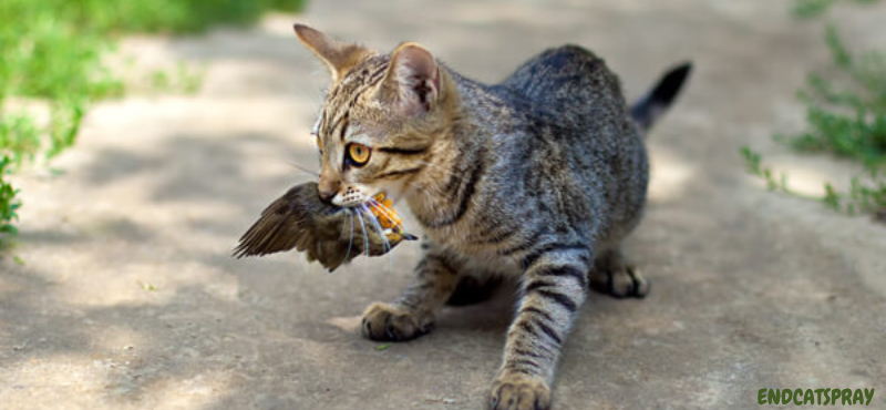 Do cats eat recently dead birds