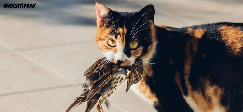 Do Domestic Cats Eat Birds