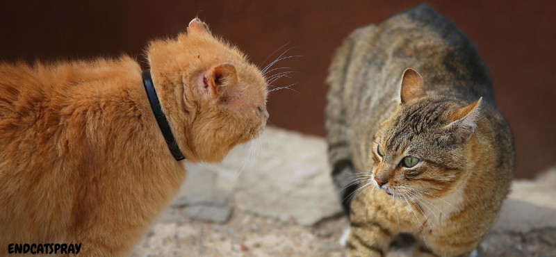 Do cats kill each other over territory?