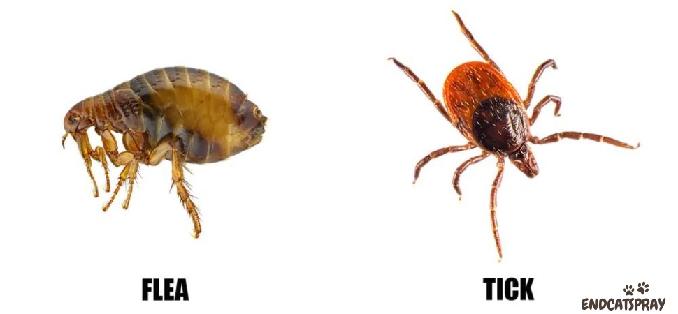 Flea vs Tick whats the difference