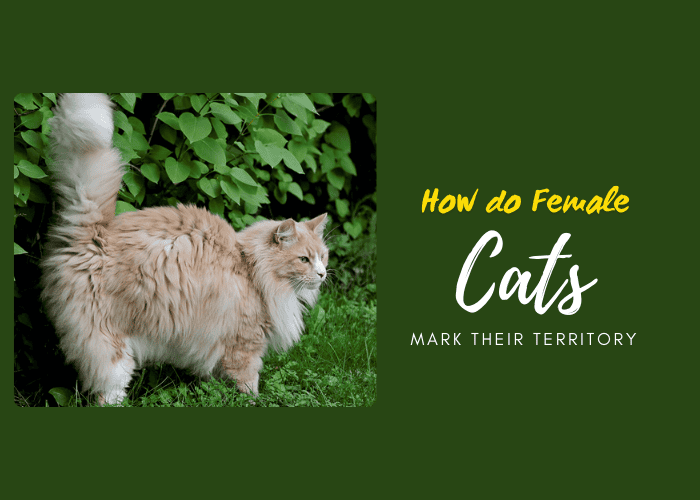 How Do Female Cats Mark Their Territory