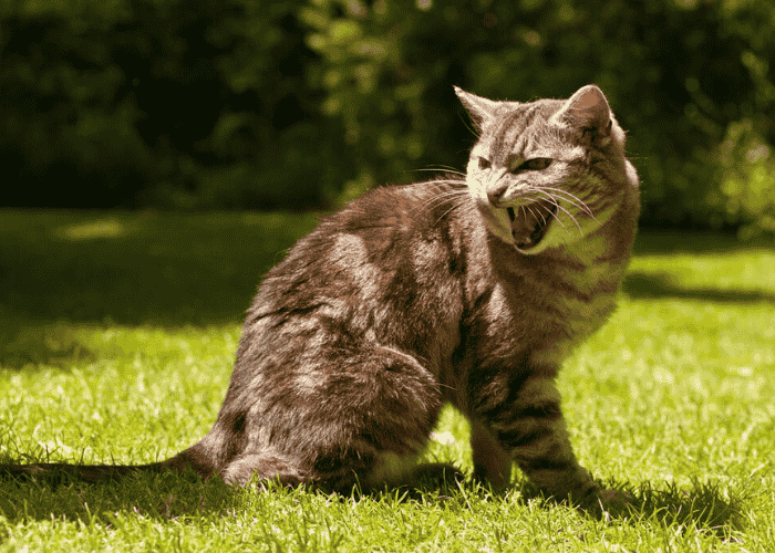 How To Handle Territorial Aggression In Cats