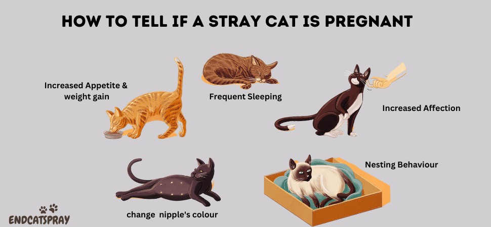 how to tell if a stray cat is pregnant