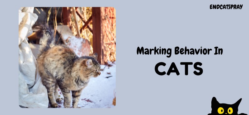 Marking Behavior in cats