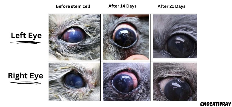 Stem Cell Therapy to Treat Blindness in Cats