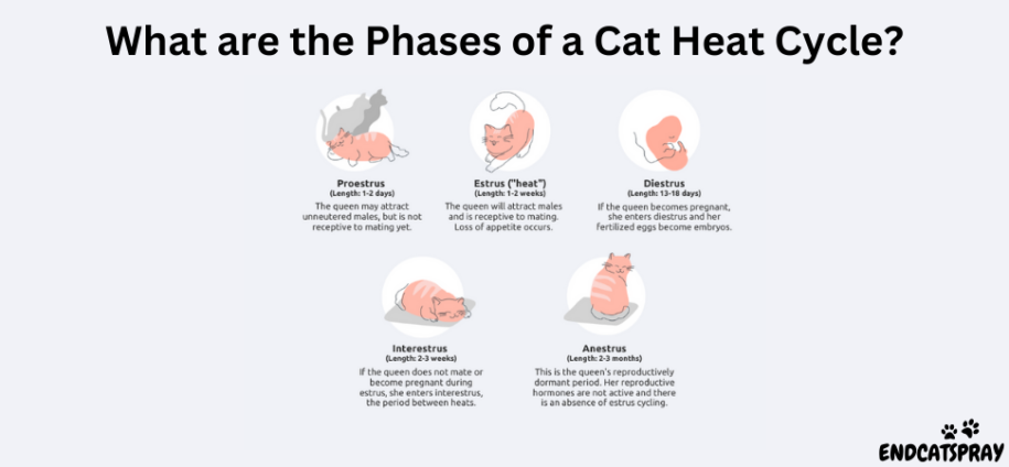 How Do You Know If A Cat Is In Heat? - EndCatSpray