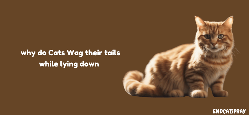 Why Do Cats Wag Their Tails while lying down