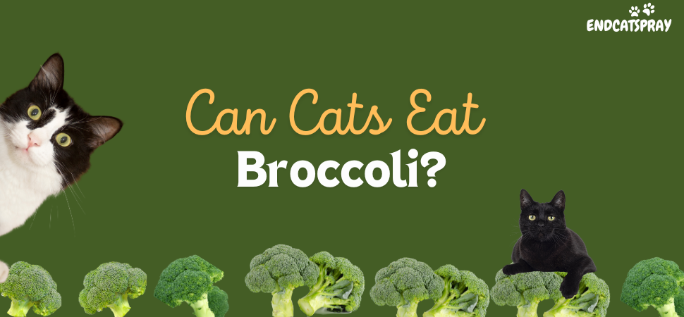 Can Cats Eat Broccoli