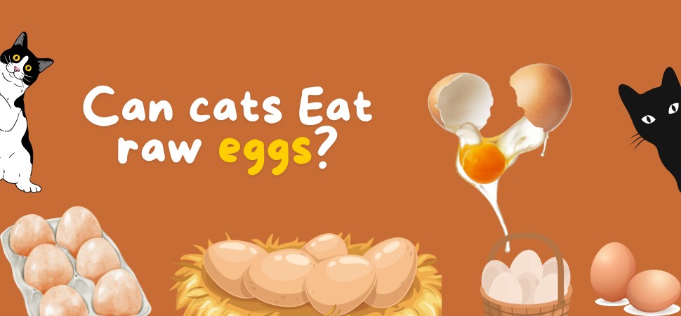 can cats eat eggs