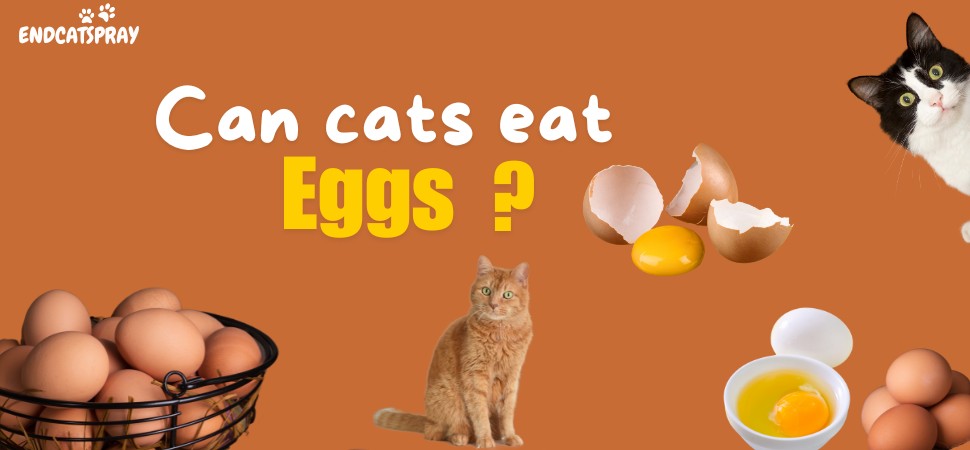 can cats eat eggs