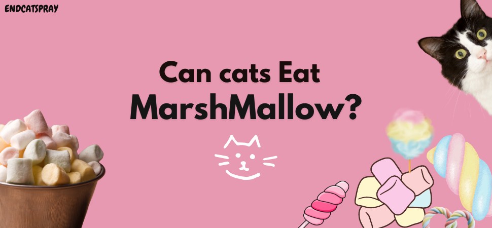 can cats eat marshmallows