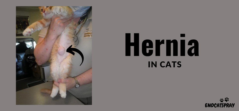 Can cats get hernias