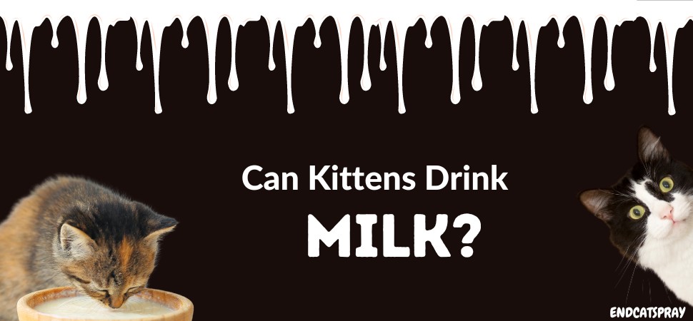 can kittens drink milk