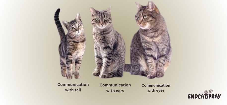 How to understand what your cat is trying to say?