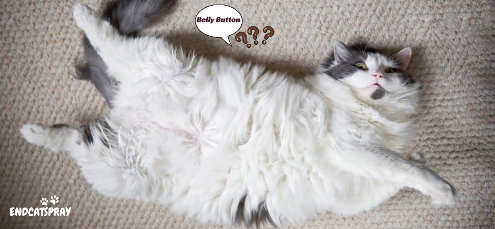 Do cats have belly buttons