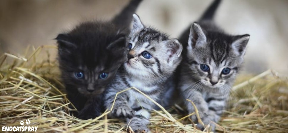 Do Kittens Remember Their Siblings