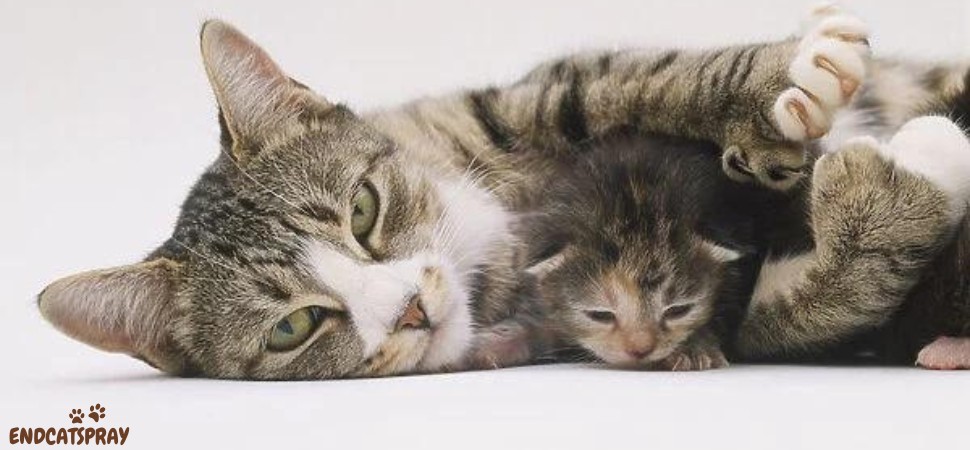Do Mother Cats Recognize Their Kittens After Being Separated