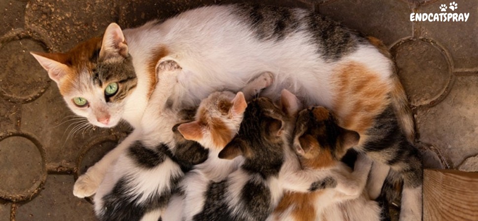 Do Mother Cats Recognize Their Kittens After Being Separated