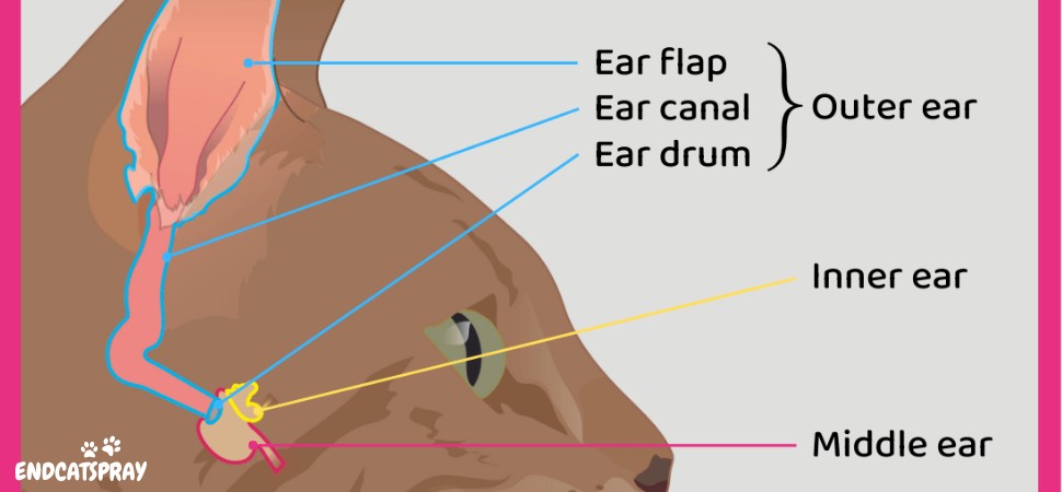 Ear Infections in Cats