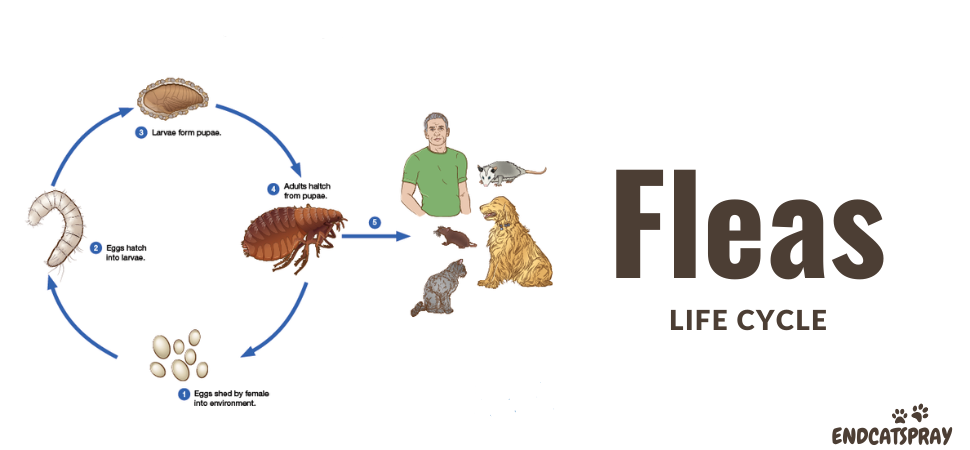 How do fleas attach to your pet?