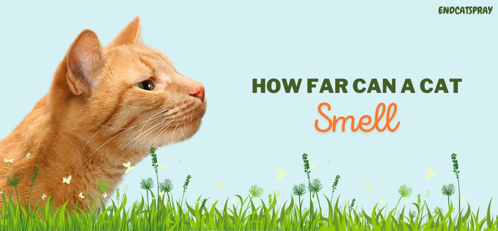 how far can a cat smell