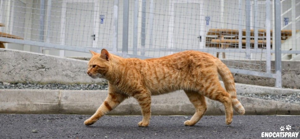 Man Convicted of Cat Killing Faces two years Jail Term in Turkey