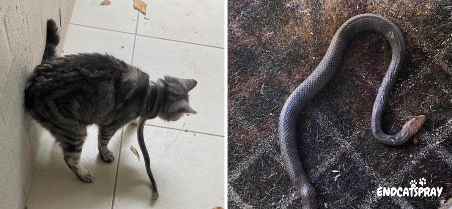 Woman finds deadly snake "coiled tightly" around her pet cat's neck