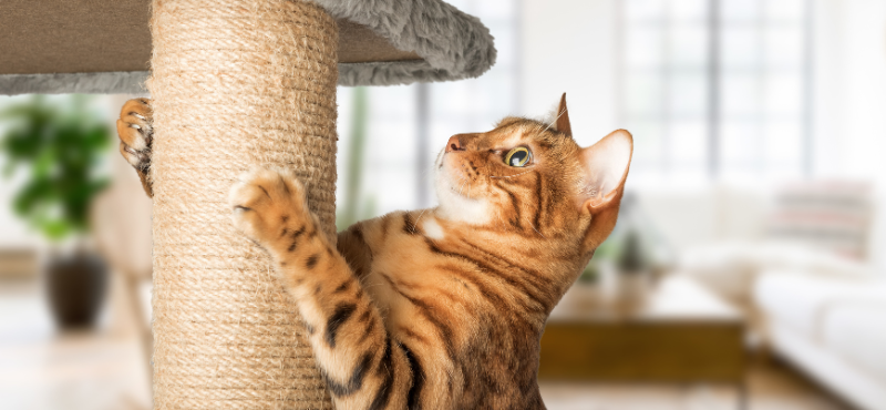 scratching post for cats