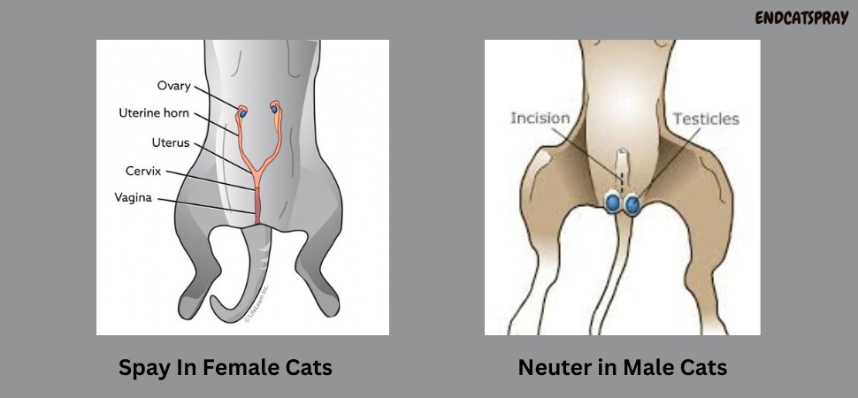 spay and Neuter