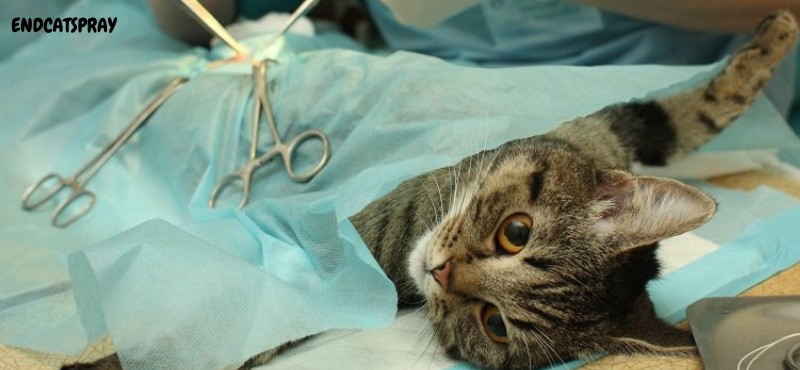 spraying surgery in cats