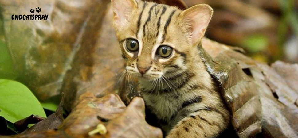 The Smallest Cat in the World - Weighing 1 Kilogram