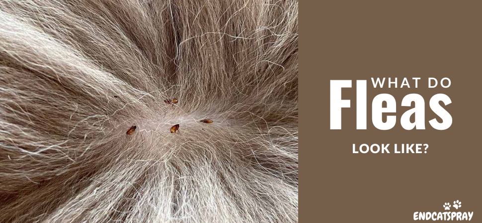 What do fleas look like? - fleas on kittens face