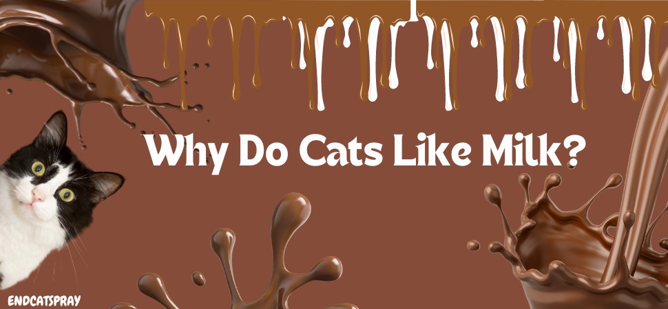 why do cats like milk